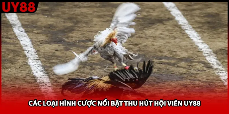 Các loại hình cược nổi bật thu hút hội viên UY88